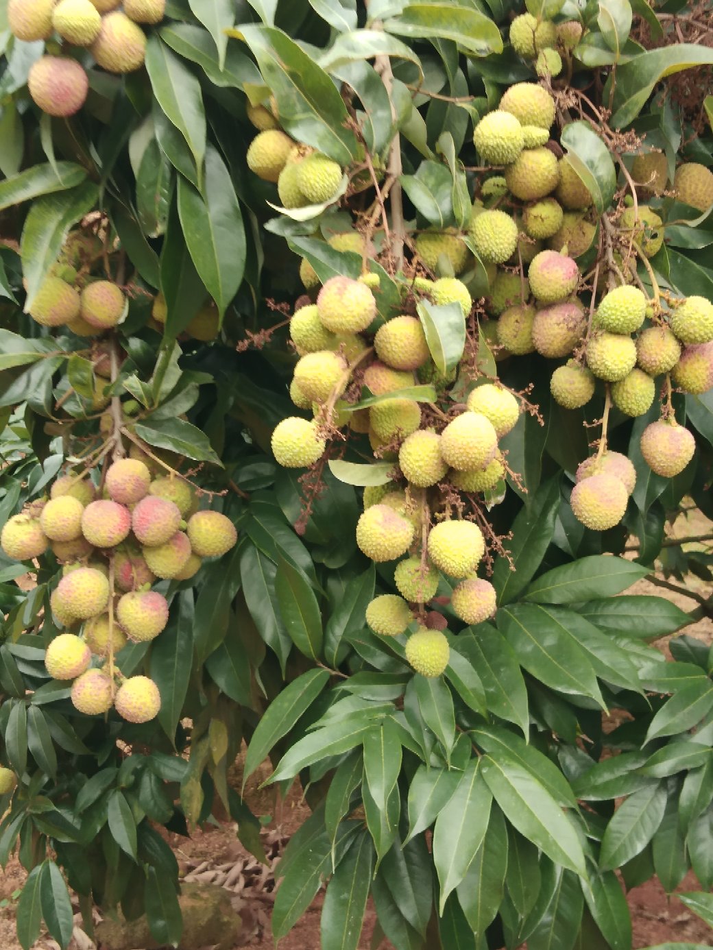 [荔枝批发]广西浦北县大成镇的荔枝价格5.00元/斤 - 一亩田