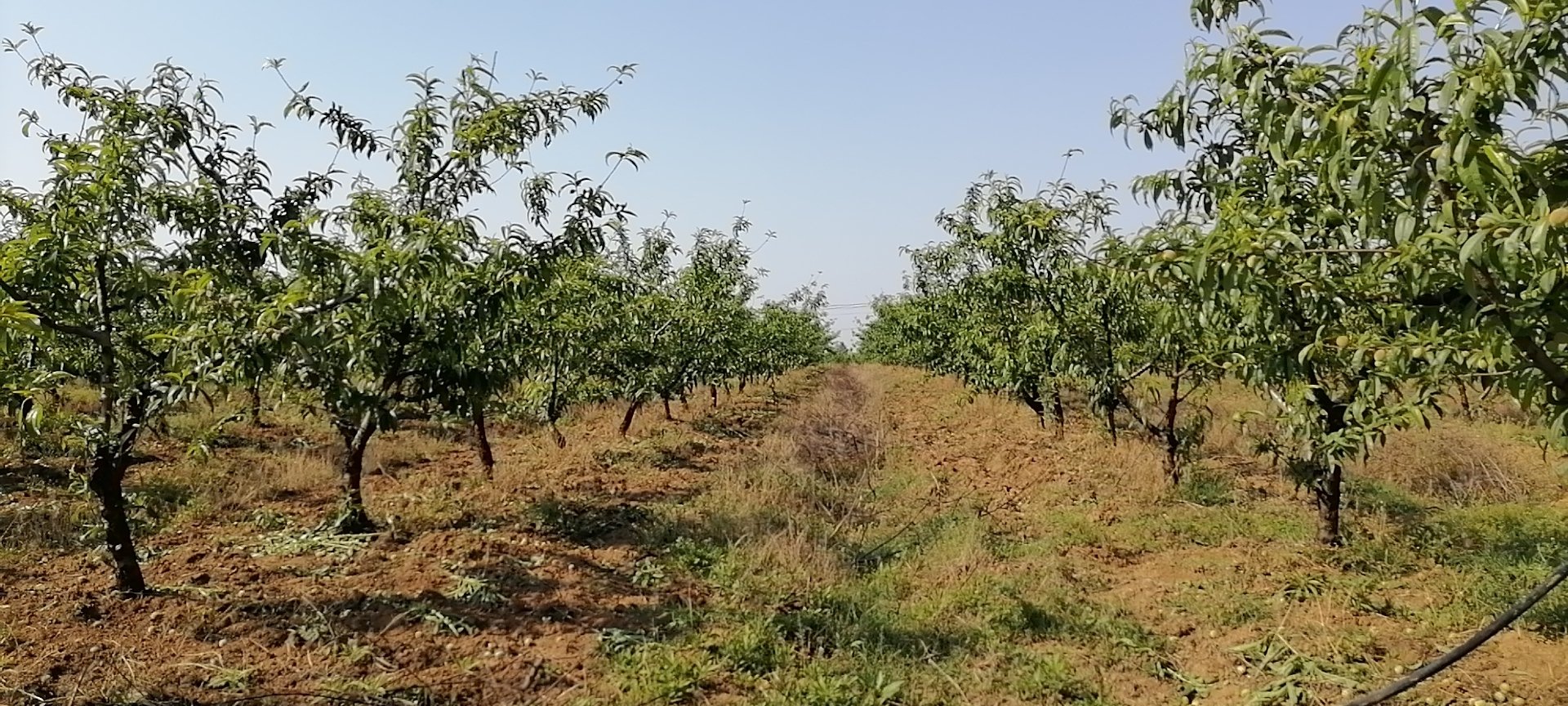 展示太丽油桃在规模化果园中的种植情况,阳光下的果园呈现出整齐划一的景观 太丽油桃种植园航拍图