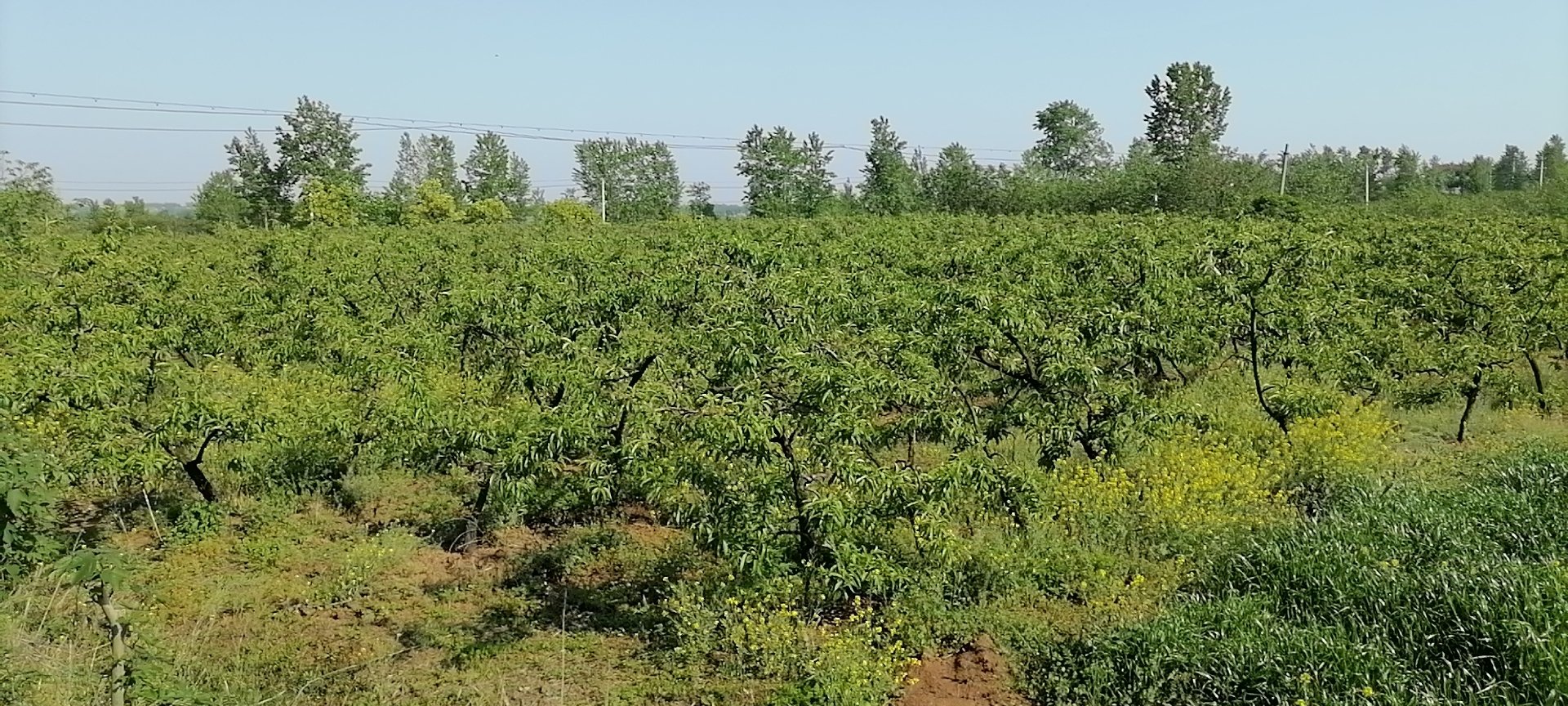 早48油桃果园全景