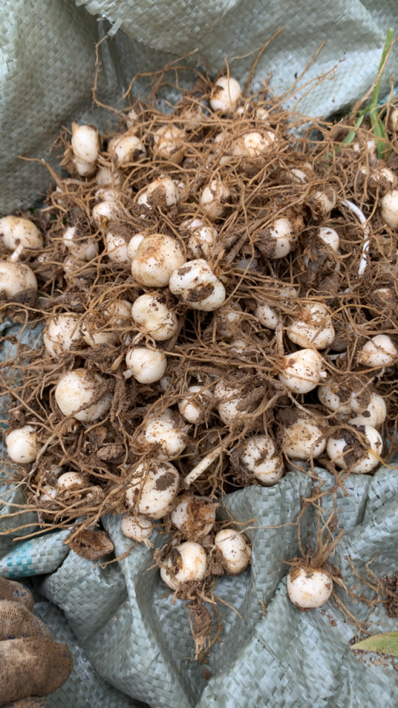 川贝贝母种球松贝平贝种球恩施产地直销浙贝种苗