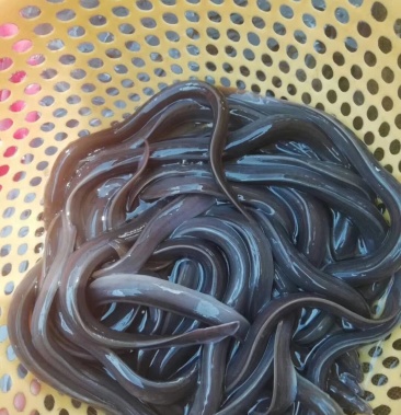 花鳗鱼苗白鳗鱼苗品种多样供选