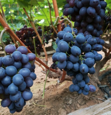 精选优质玫瑰香葡萄,产地直发,品质保障,可实地看货考察!