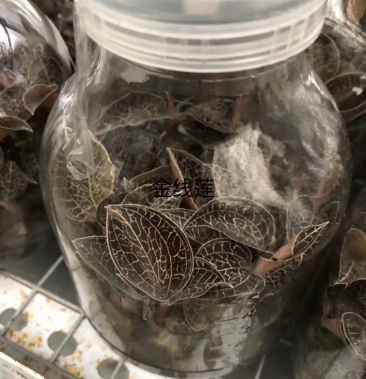 [金线莲种苗批发]中科系列金线莲组培苗价格0.35元/棵 - 一亩田