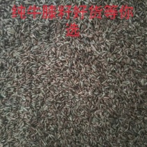 牛膝种子