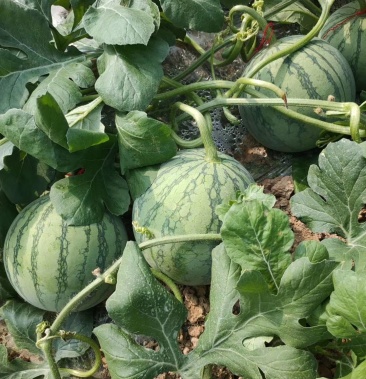 [西瓜批发]帅童价格2.50元/斤 - 一亩田