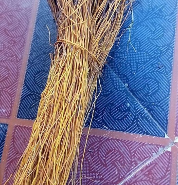 马尾连金丝马尾连草黄连金丝连