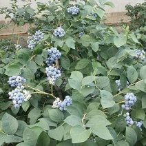 蓝枫伯克利