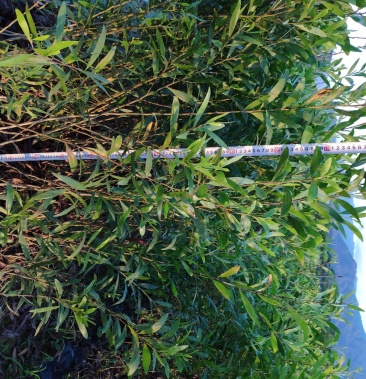 台湾相思种苗小袋林业用苗相思树