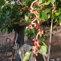 桑树苗九曲龙桑苗观赏性甜果桑100%嫁接苗