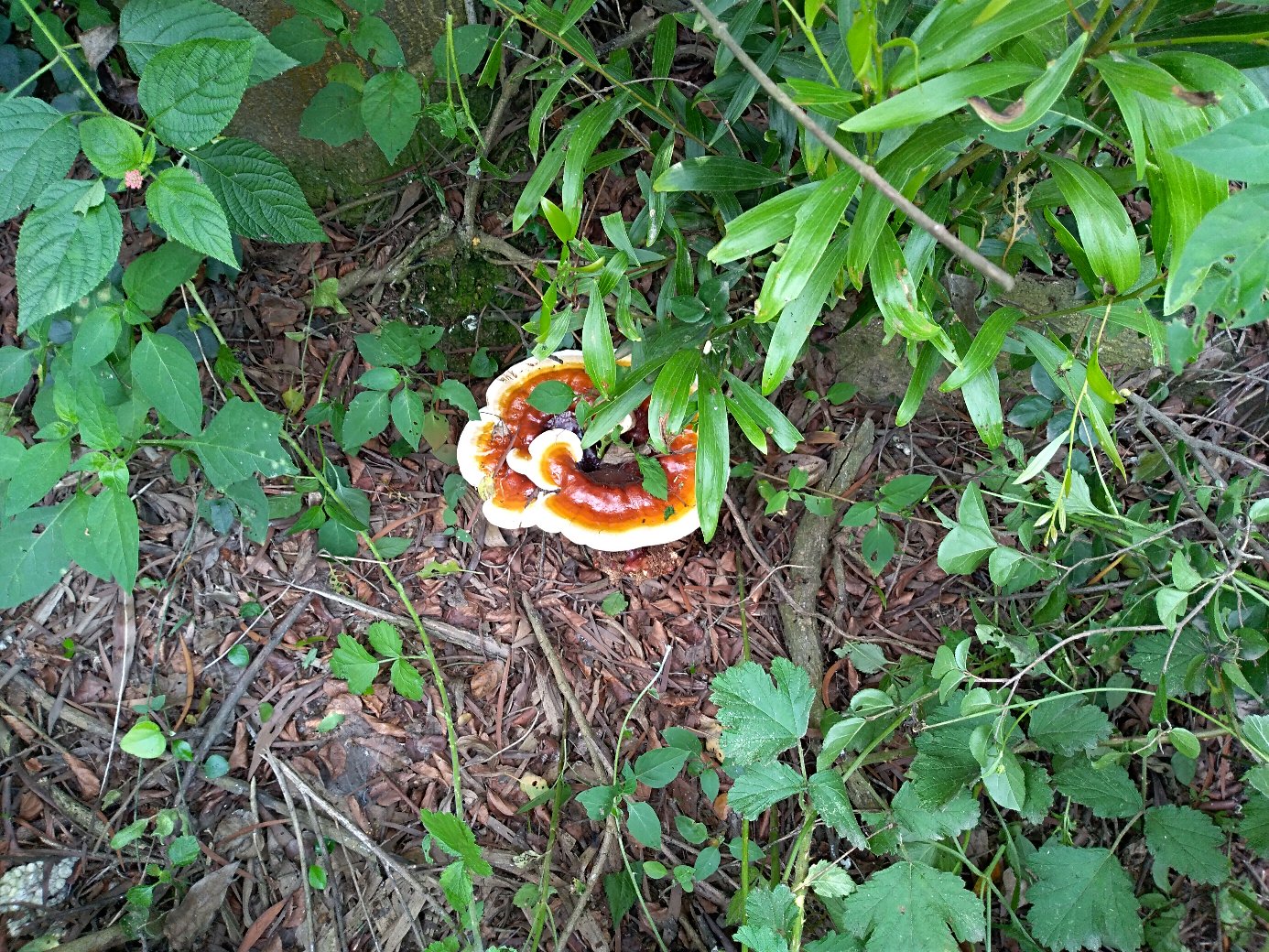 一片生长在大别山原始林区朽木上的新鲜赤灵芝,菌盖呈深红褐色,表面光滑有光泽,菌肉厚实,菌柄粗壮,背景为湿润的森林环境,苔藓覆盖的树干和落叶清晰可见 大别山赤灵芝新鲜子实体特写