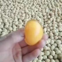 河南五香变蛋