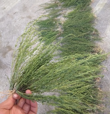 百蕊草野生麦黄草地石榴