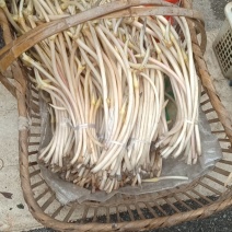 藕带藕尖新鲜的藕芽菜尖长又白脆量大可议价