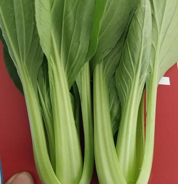 上海青大头青小青菜