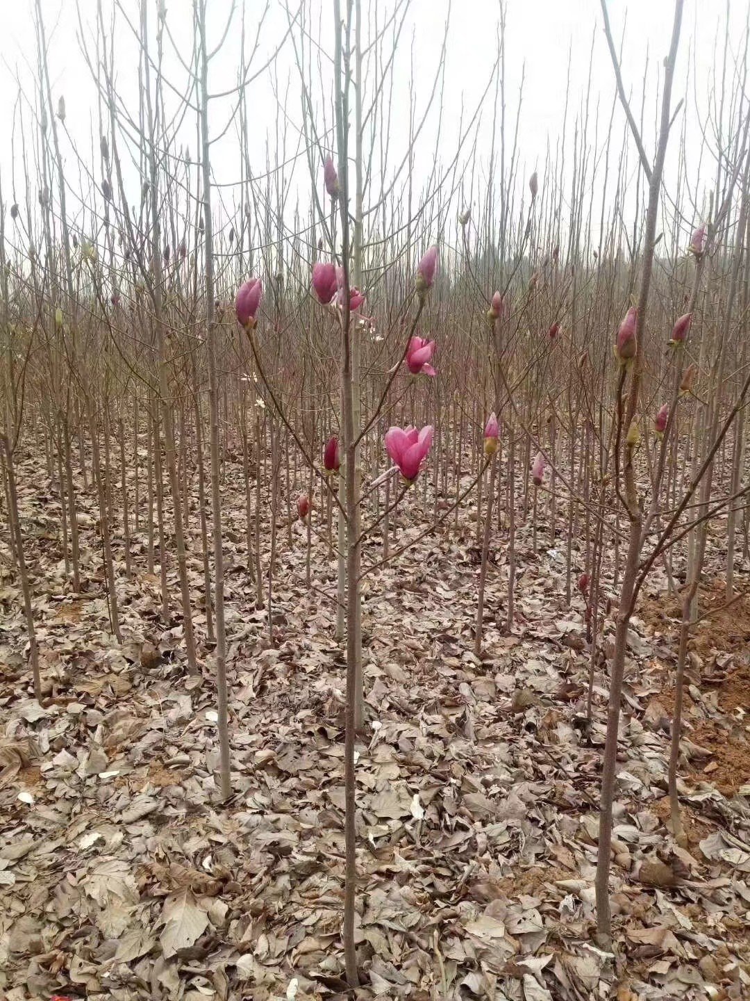 玉兰苗红玉兰苗三季鸿运玉兰玉兰树娇红一号真品