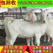 【诚信认证】白山羊，小羊羔羊苗，头胎怀孕羊，包技术