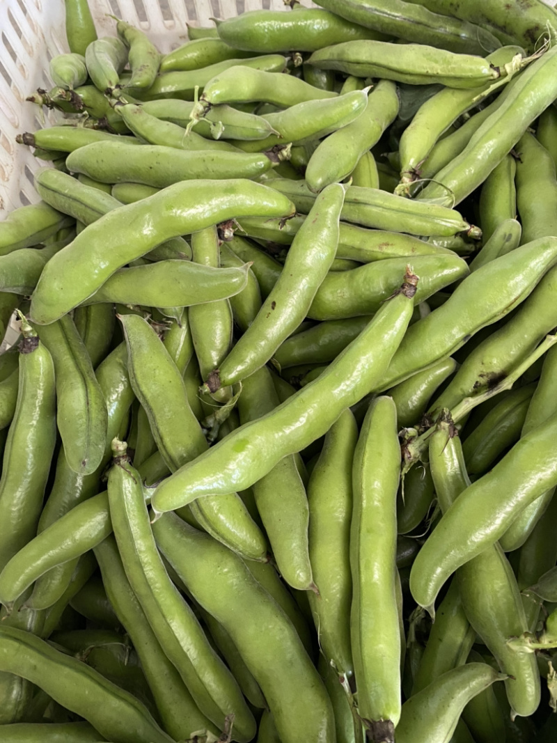 青皮蚕豆带壳大蚕豆大板豆天元一号青皮大蚕豆壳欢迎垂询!
