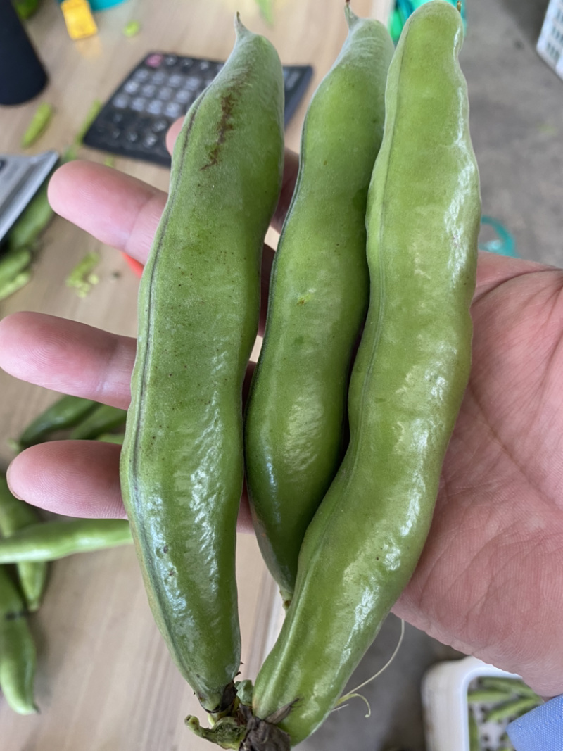 青皮蚕豆带壳大蚕豆大板豆天元一号青皮大蚕豆壳欢迎垂询!