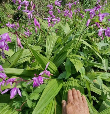 安徽純紫花寬葉白芨種苗量大價格從優品種保證