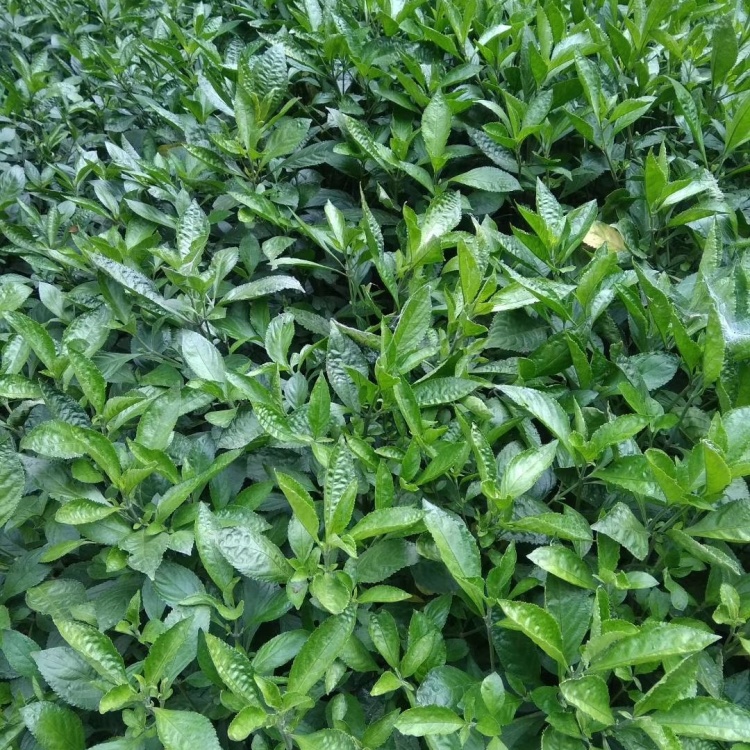 南板蓝根幼苗种植加工回收量大从优重要的是种一年管3年