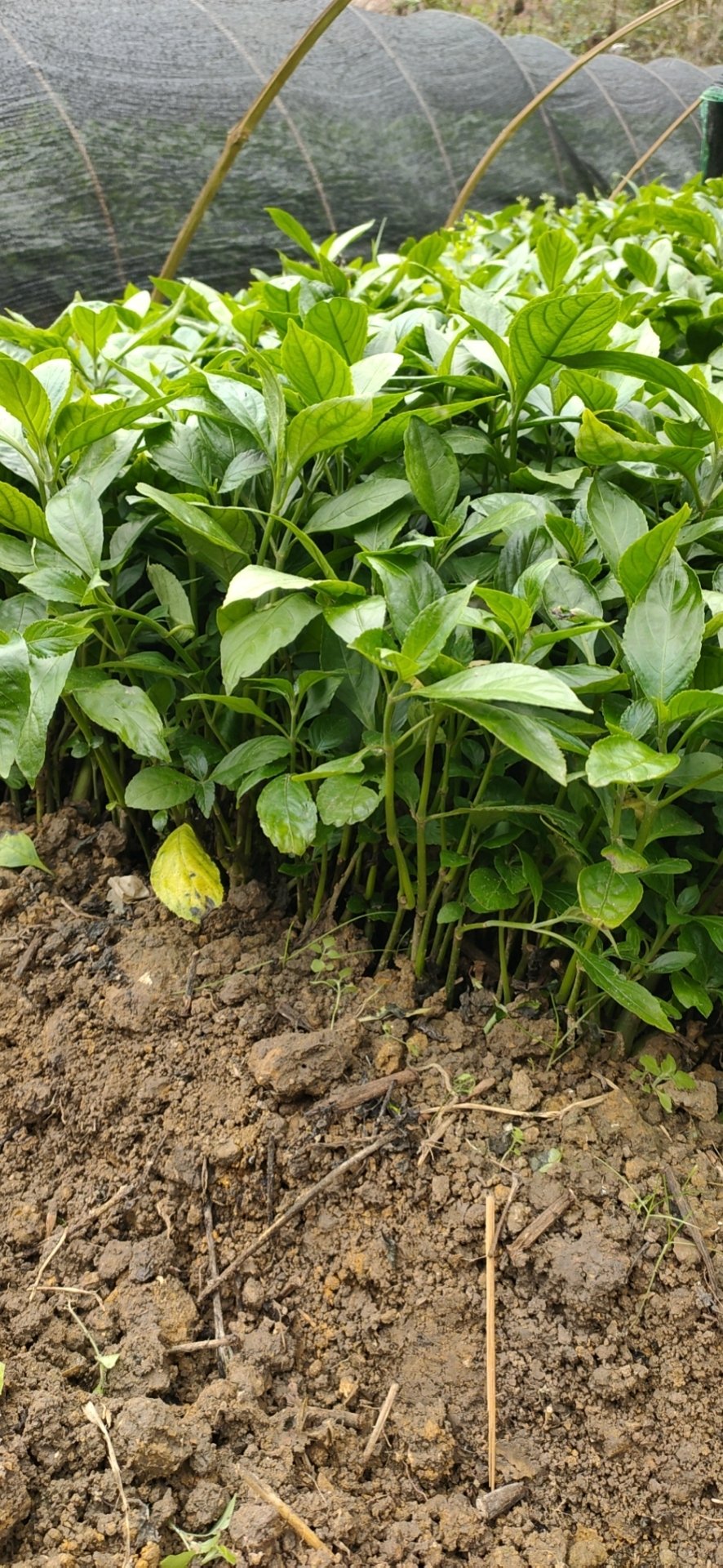南板蓝根幼苗种植加工回收量大从优重要的是种一年管3年