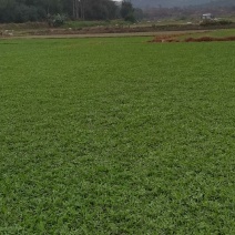 地毯草，大叶油草，台湾草，马尼拉草