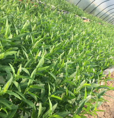 [空心菜批发]空心菜价格2.50元/斤 - 一亩田