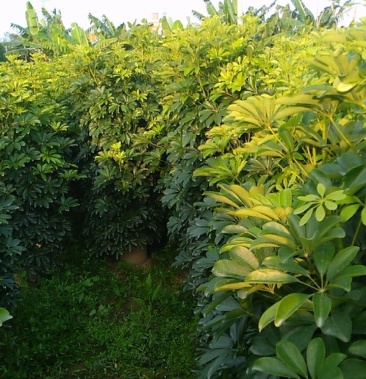 鸭脚木八方来财招财树工程货