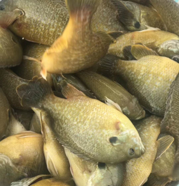 鱼苗杂交太阳鱼金边太阳鱼提供养殖技术