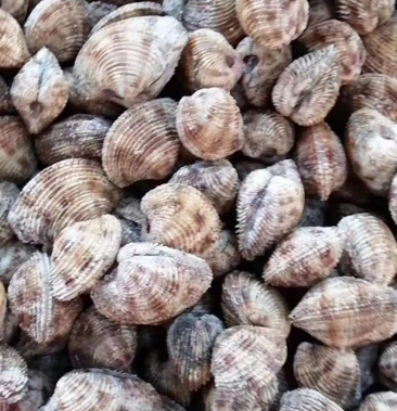 [海螺批发]海螺价格5.00元/斤 - 一亩田