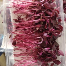 火红苗芽苗菜盘饰新菜特色菜基地常年批发供应