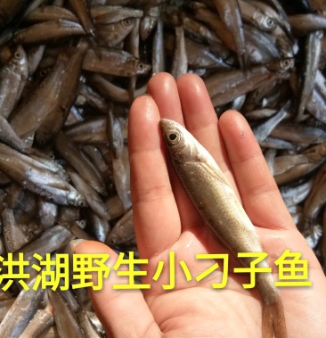 湖北洪湖小刁子小参子鱼不用泡水也不咸