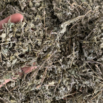 广西藤茶，广西藤茶回甘甜量大优惠大量批发