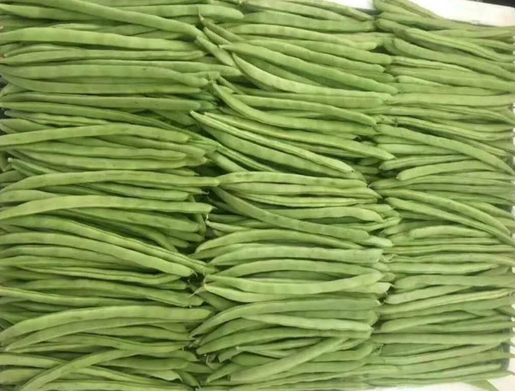 白不老与四季豆对比图