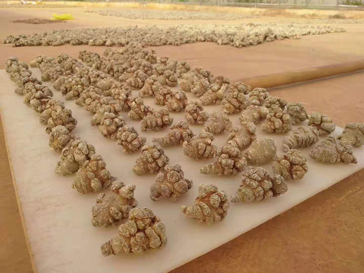 三七根茎特写图