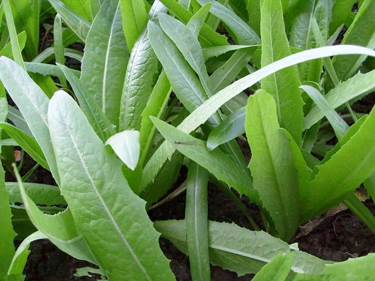 油菜与油菜苔的植物学分类对比
