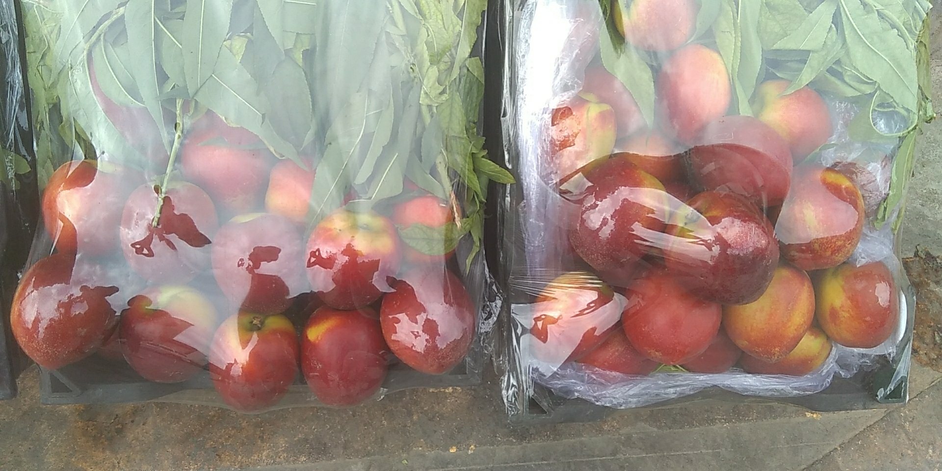 新鲜与变质黄油桃对比图