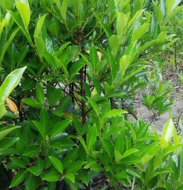 法国冬青,珊瑚篱,珊瑚冬青,珊瑚树,冬青