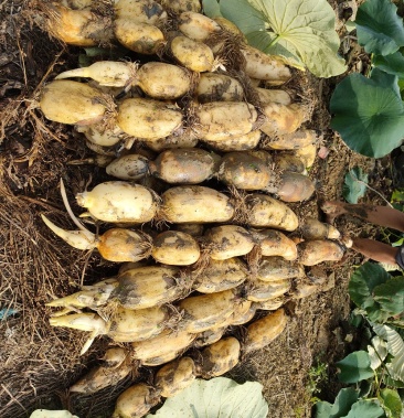 大量批发赛珍珠藕,大白藕,颜色好,条形好……需要的赶快