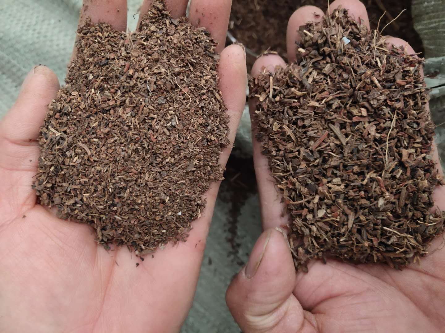 丹参与田七药材对比图,左侧为切片丹参,右侧为完整田七根,背景为中药柜 丹参与田七药材对比图