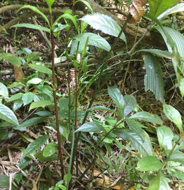 纯野生草珊瑚深山老林现摘