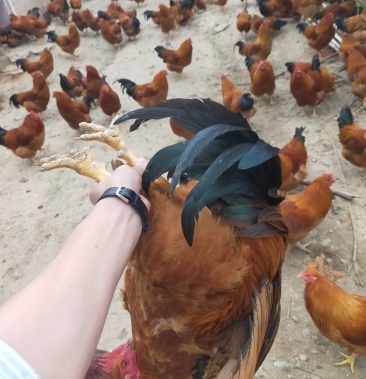 自养山林走地灵山土阉鸡190天.