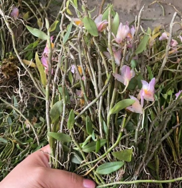 美花石斛500g鲜货小黄草野生环草石斛养生保健煲汤泡茶