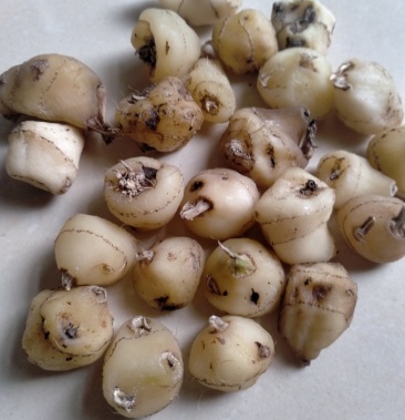 [毛慈菇批发]纯野生,一手货.价格900.00元/斤 - 一亩田