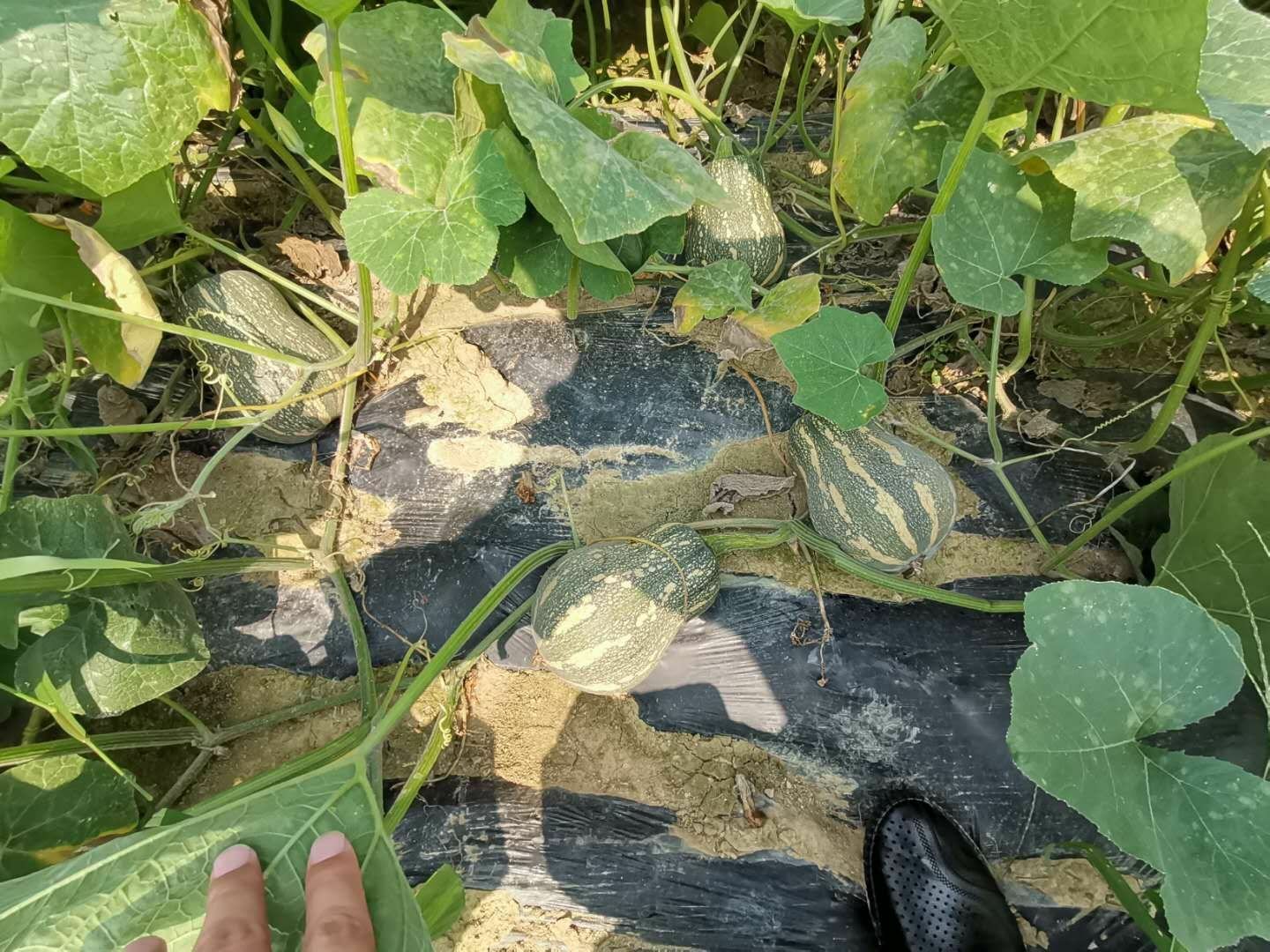 奶油南瓜不同品种对比图