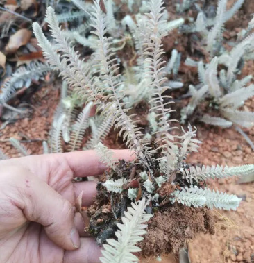 高山野生鹿茸草又称白龙骨