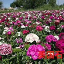石竹（美国石竹五彩石竹彩虹石竹地被石竹等）