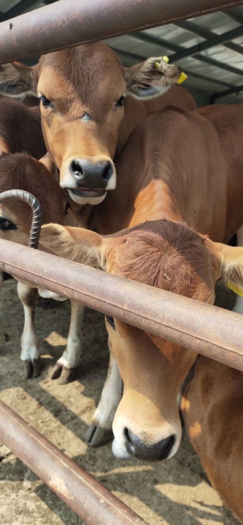 湖南鲁西黄牛肉牛犊小牛仔小牛苗及大型西门塔尔牛种牛母牛