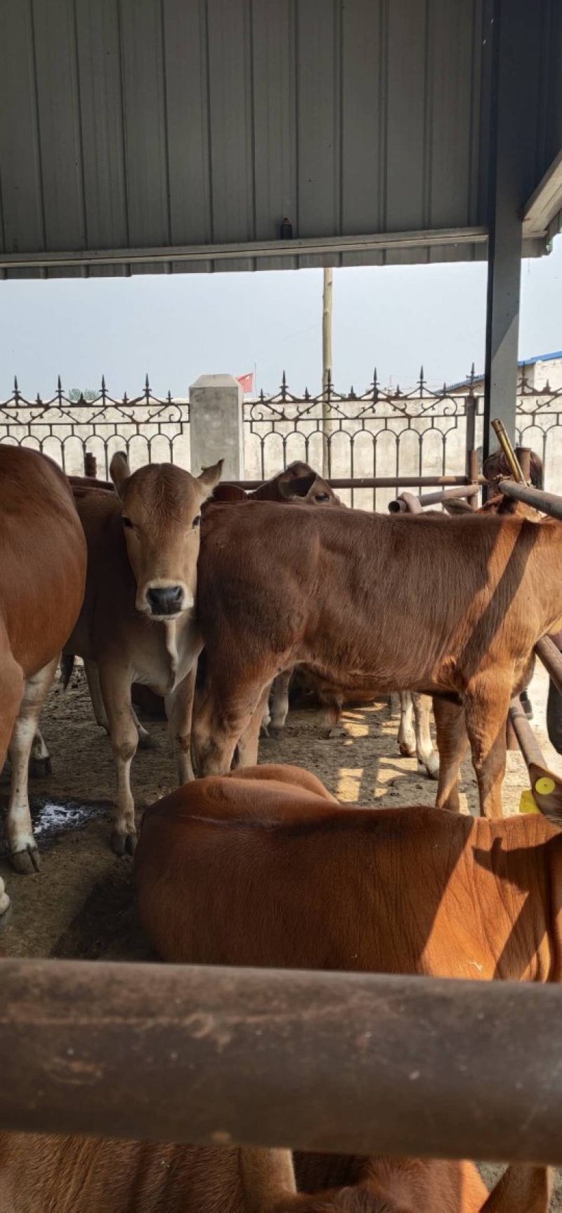 湖南鲁西黄牛肉牛犊小牛仔小牛苗及大型西门塔尔牛种牛母牛