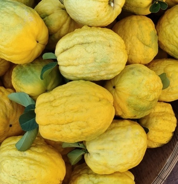 金黄色的香橼果现摘发货佛手果又甜又好吃